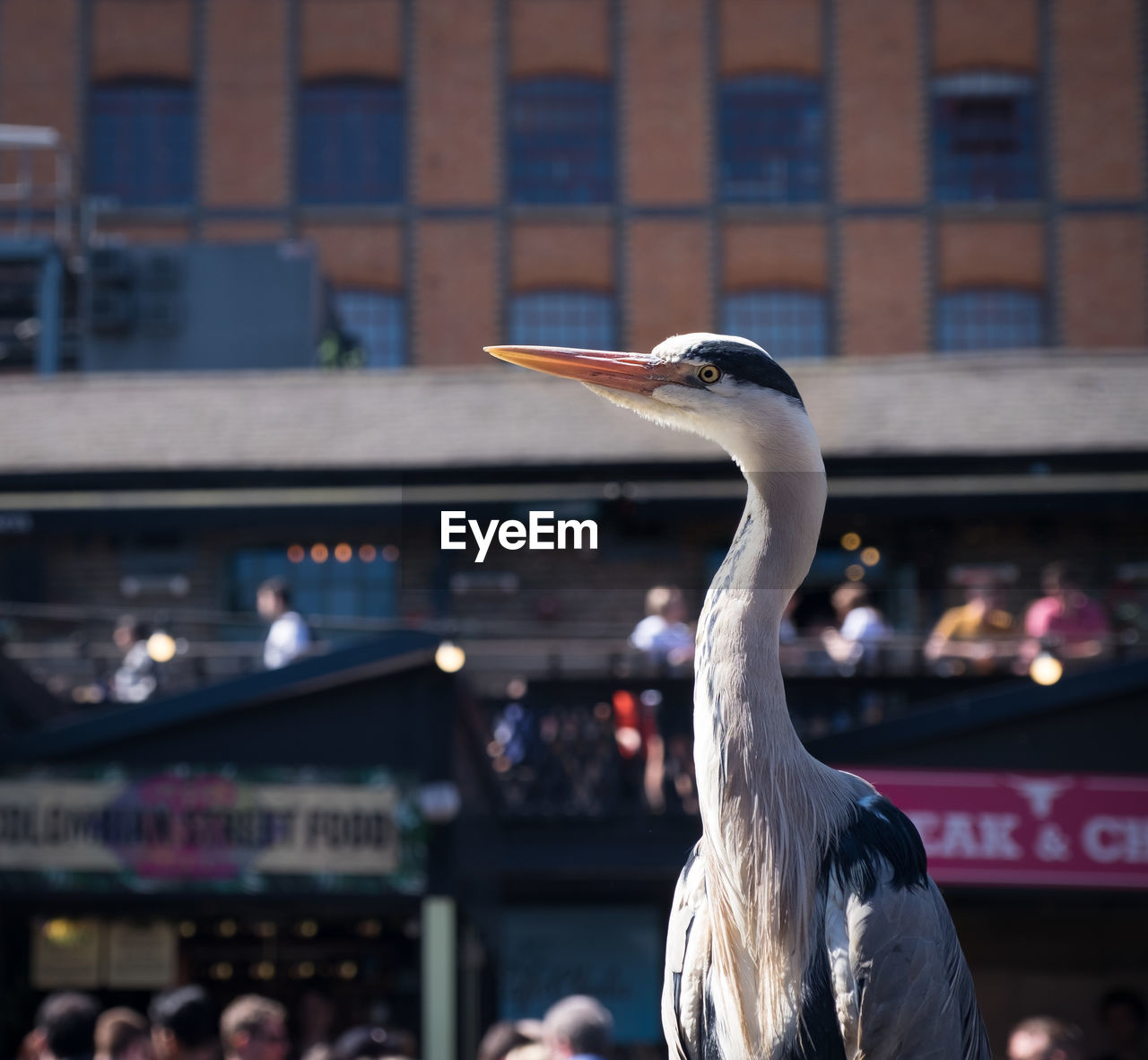 View of a bird against buildings