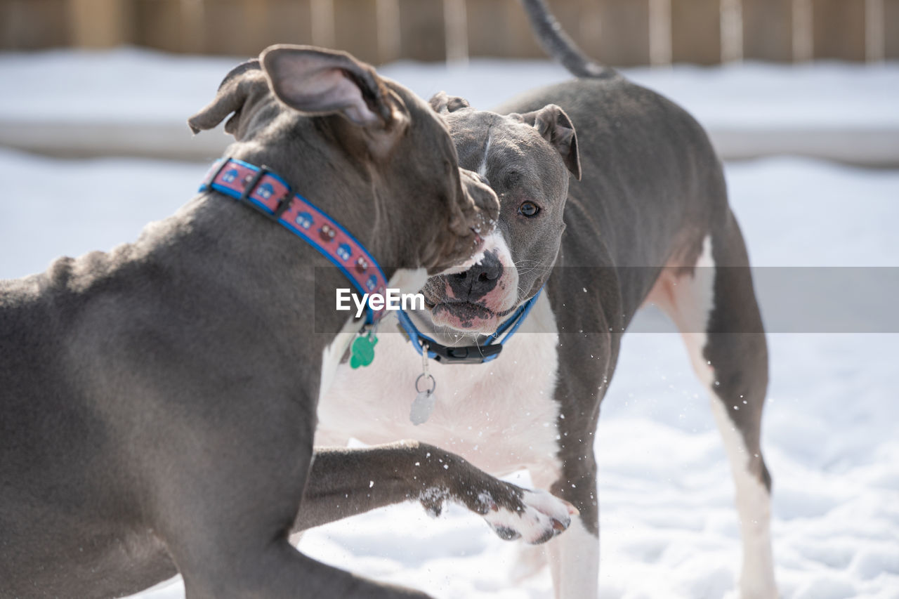 Pitbull dogs are playing in the snow and older dog is not amused