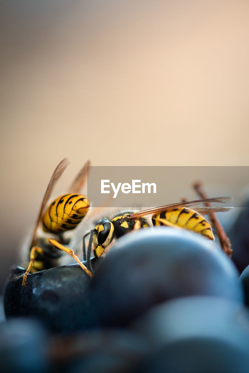 Close-up of insect on grape