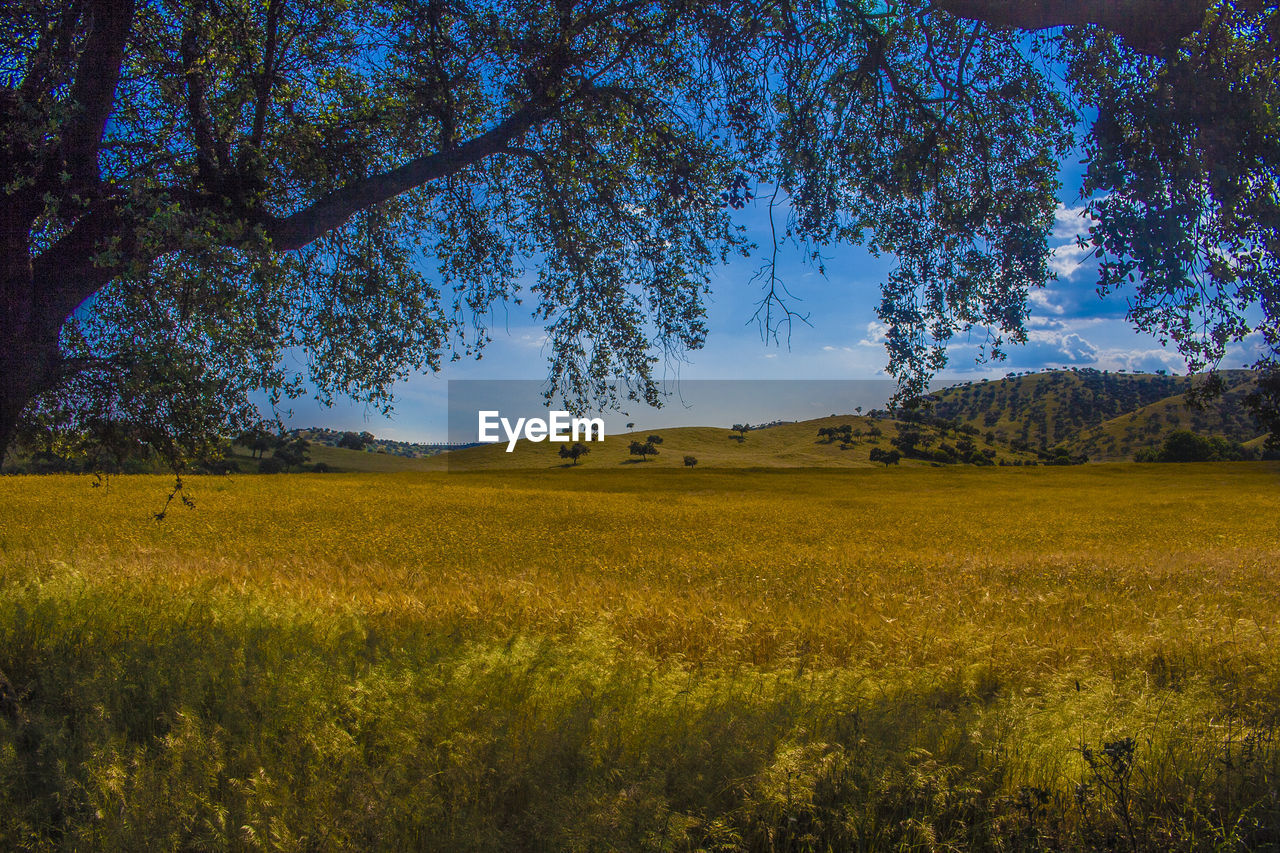 Scenic view of field against sky