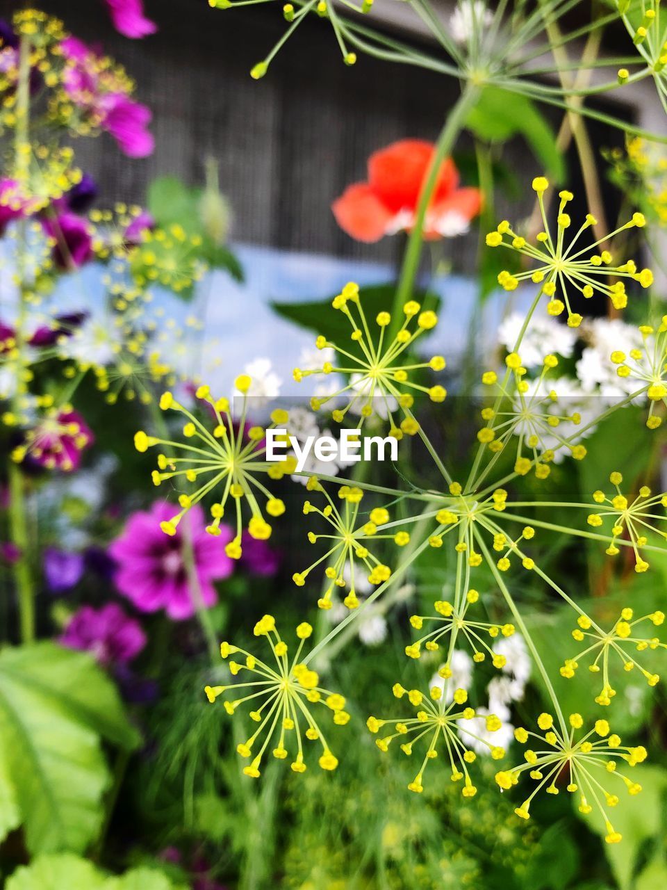 CLOSE-UP OF FLOWERING PLANT AGAINST PURPLE FLOWERS