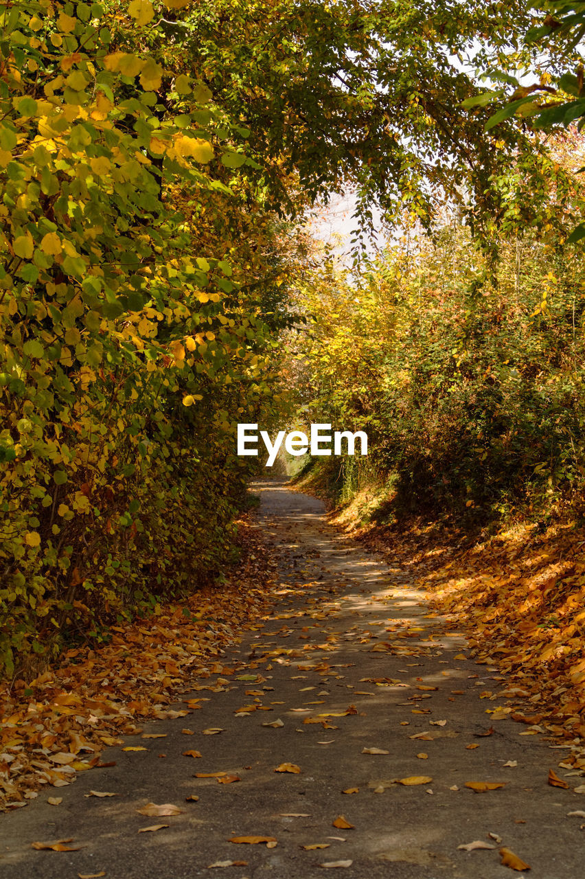 Footpath amidst trees in forest during autumn