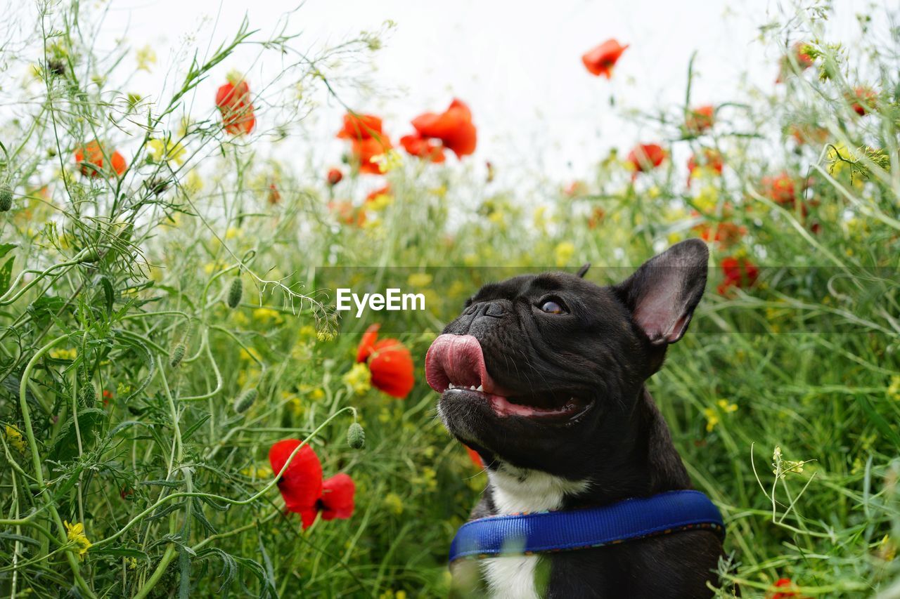 Close-up of a dog on poppy  field
