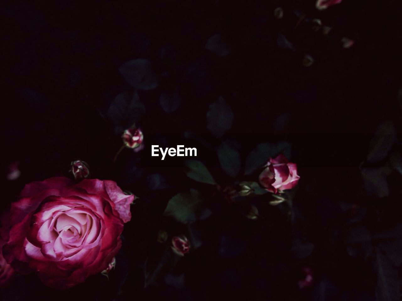 High angle view of pink roses blooming in park at night