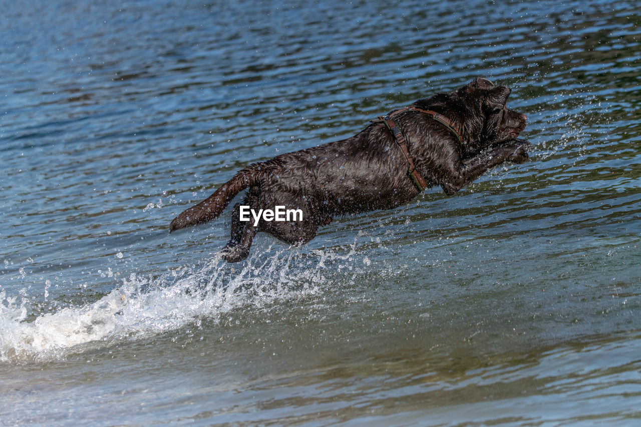 Dog enjoying river