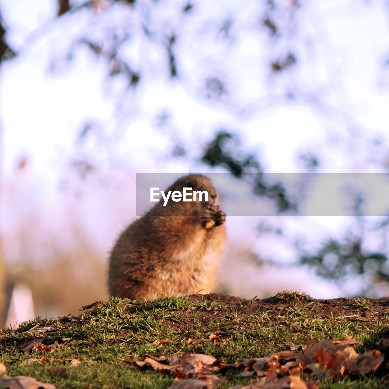 CLOSE-UP OF AN ANIMAL ON FIELD