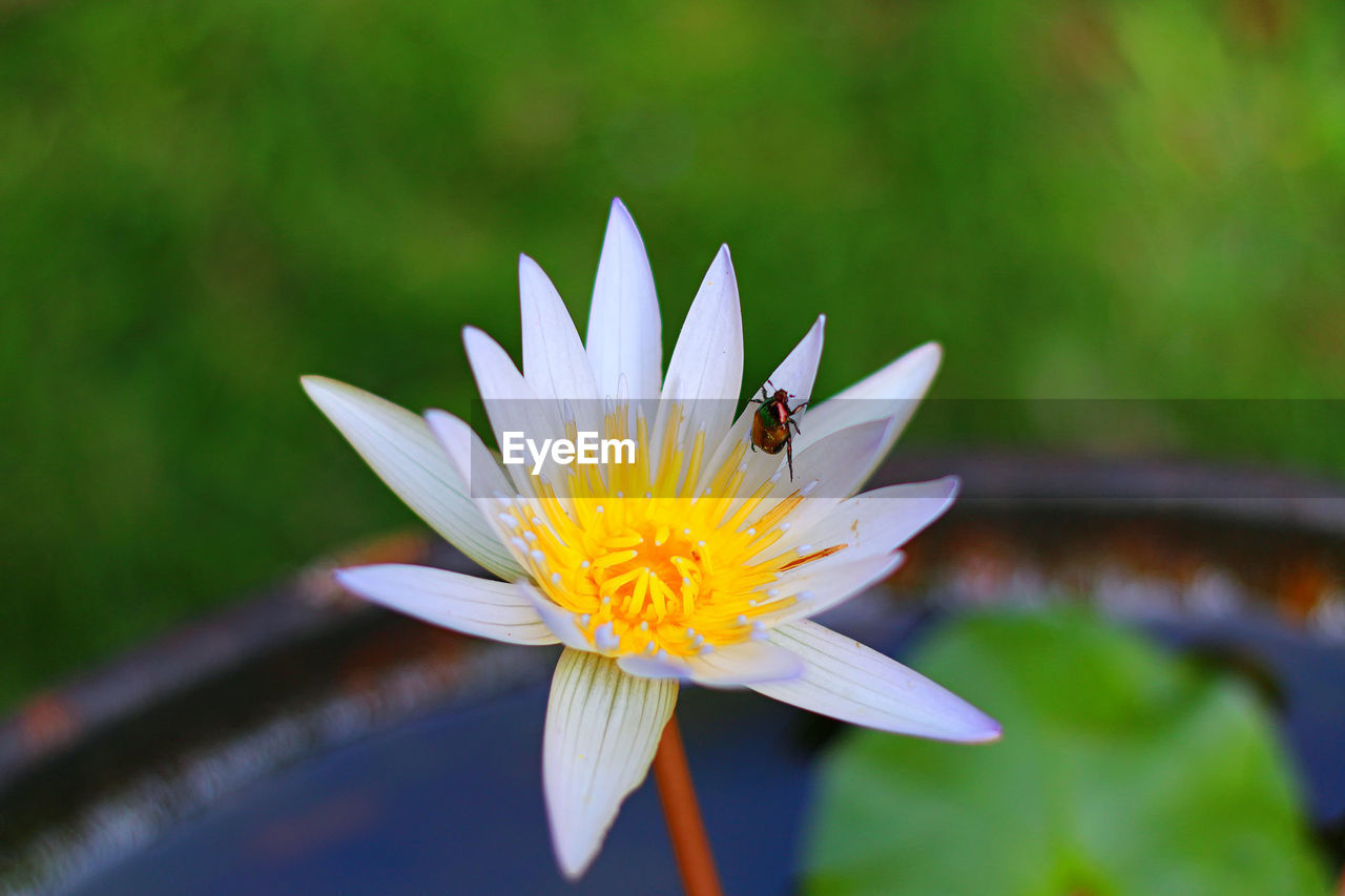 CLOSE-UP OF INSECT ON WHITE FLOWER