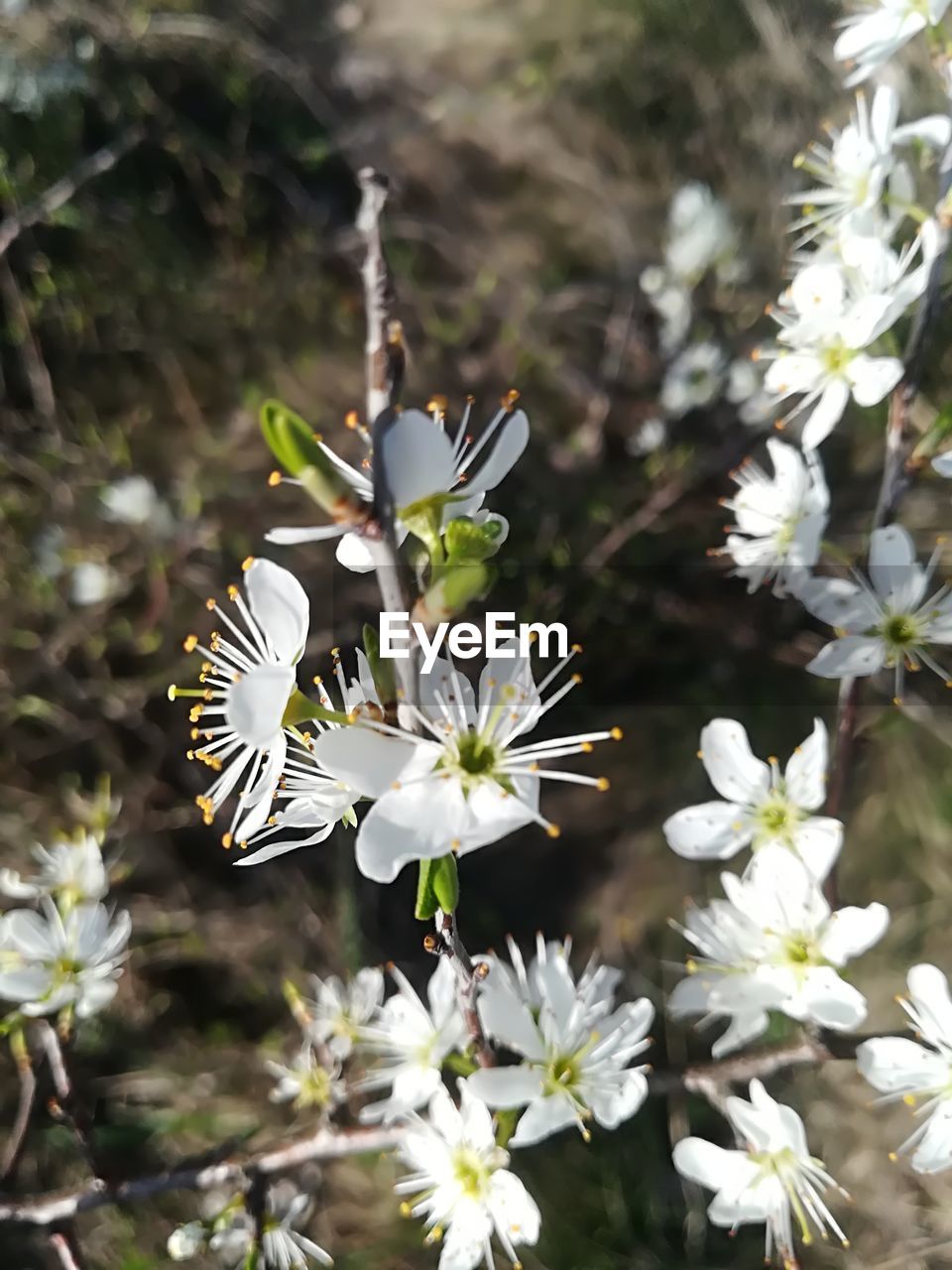 CLOSE-UP OF WHITE FLOWERING PLANT IN FIELD