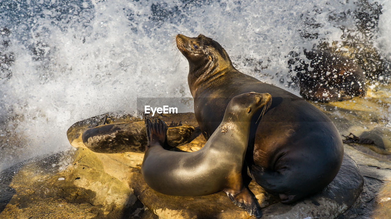 High angle view of seal on rock