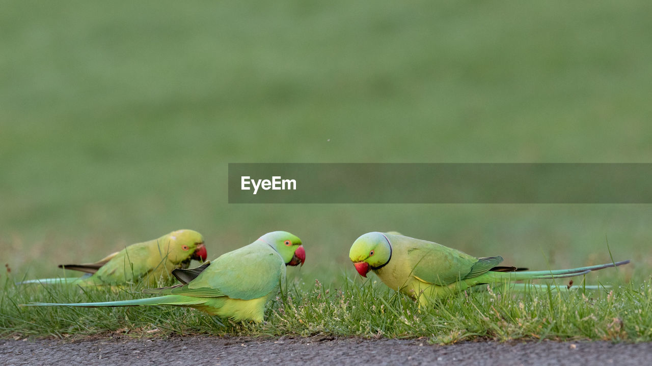 VIEW OF BIRDS PERCHING ON A FIELD