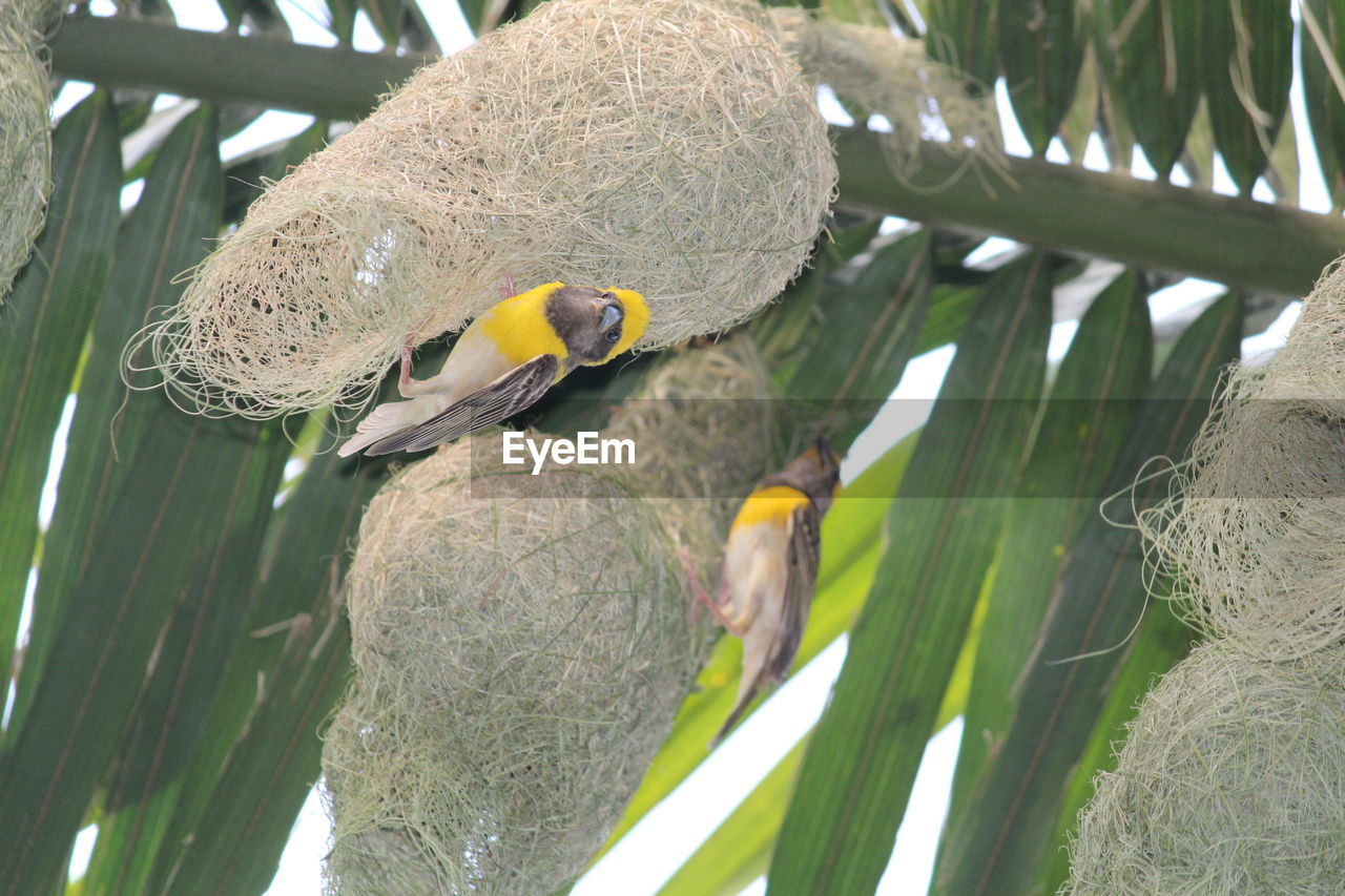 CLOSE-UP OF BIRDS IN NEST