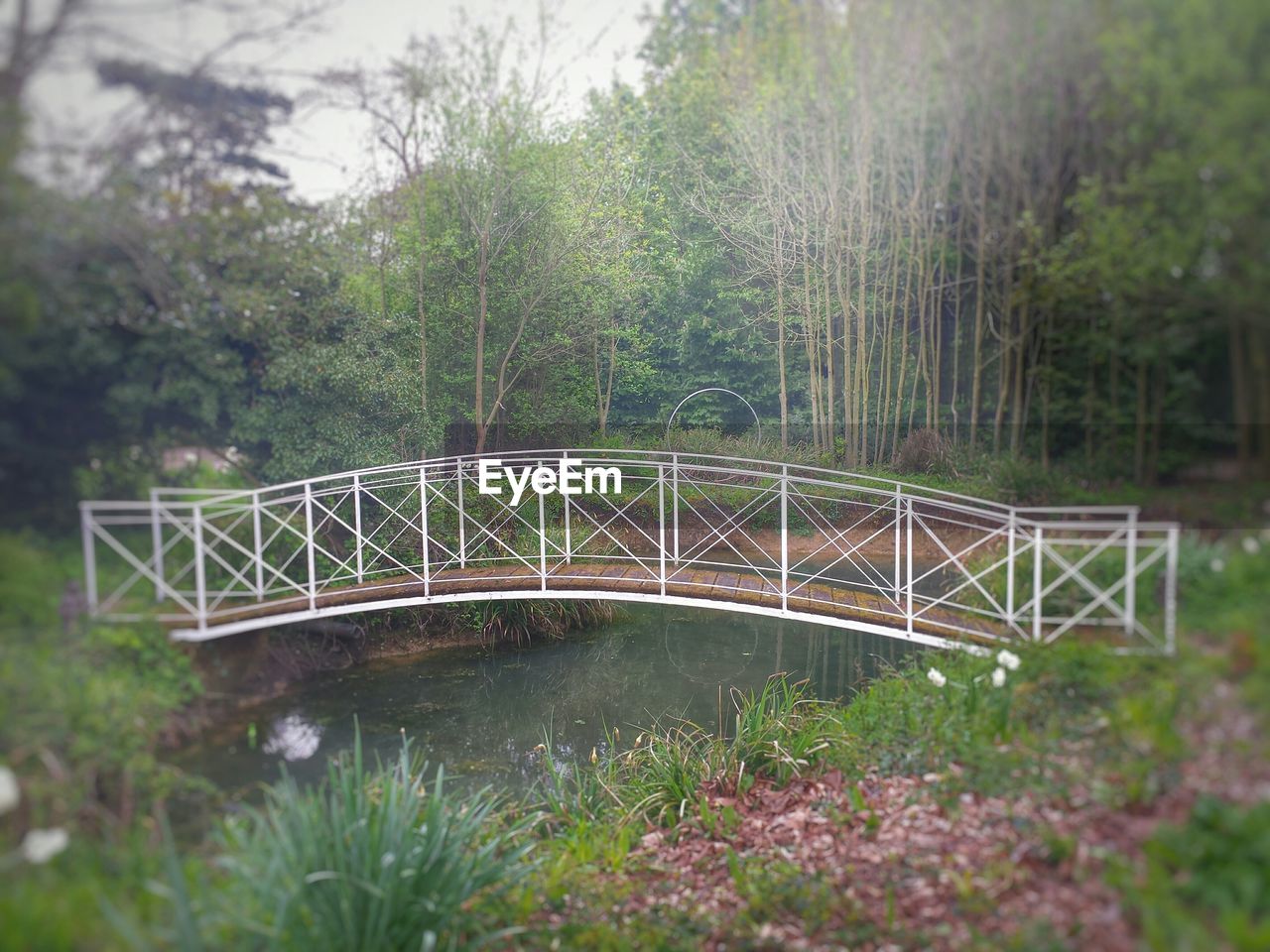 Footbridge over pond in garden
