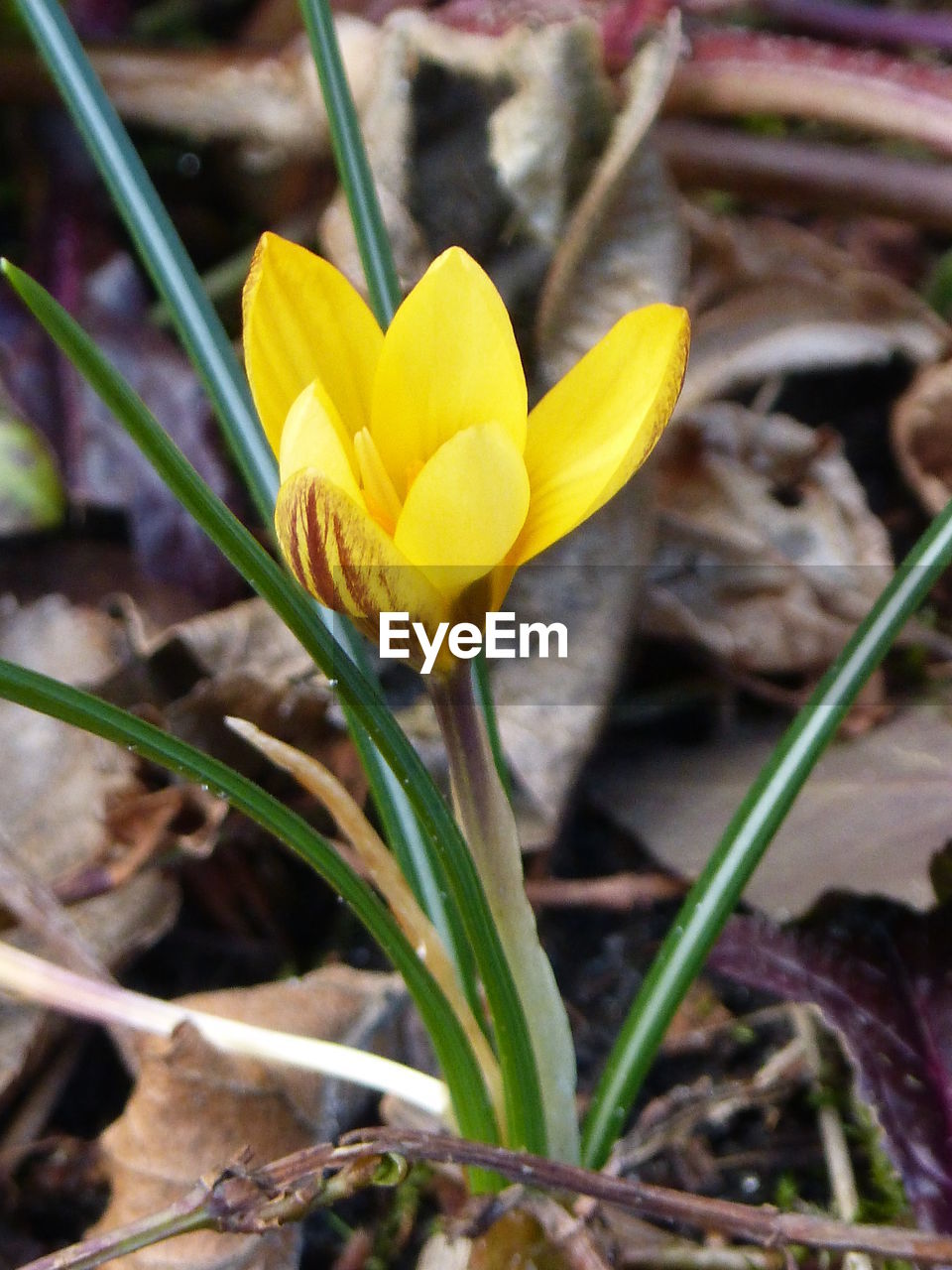 CLOSE-UP OF YELLOW FLOWER