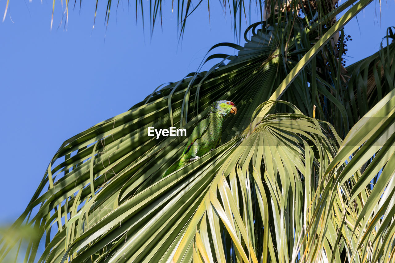 Red crowned parrot eating pecans in los angeles