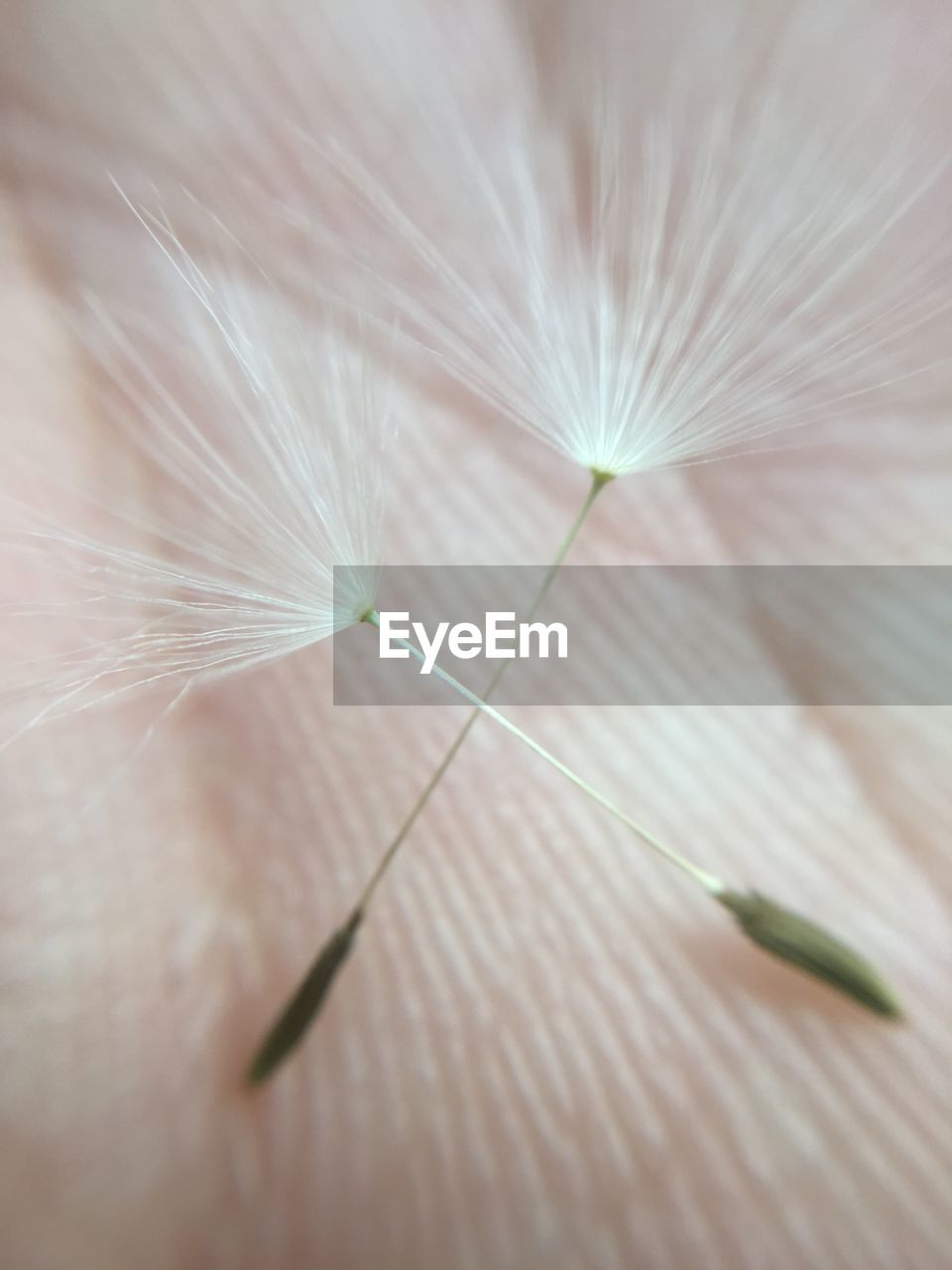 Cropped hand of person holding dandelion seeds