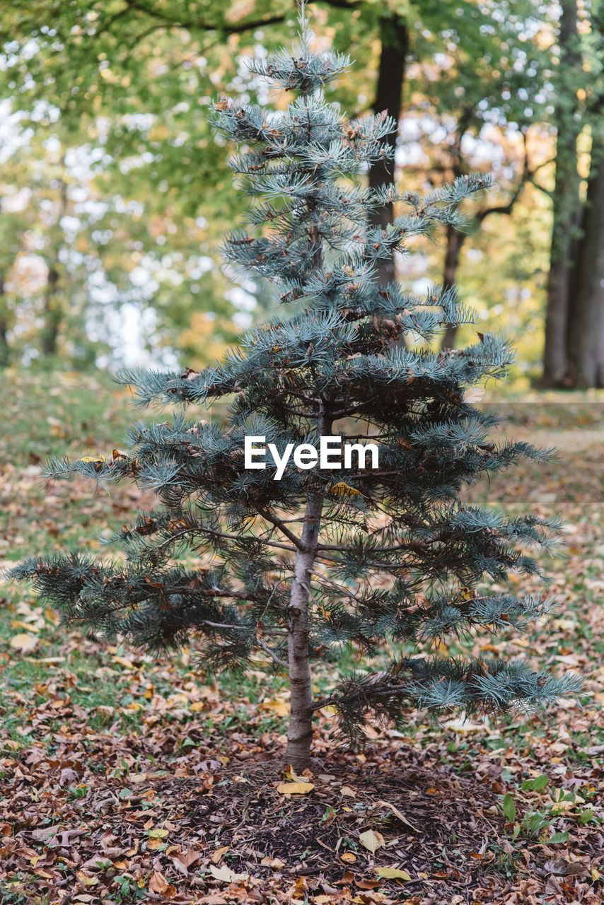 CLOSE-UP OF PLANT AGAINST TREES