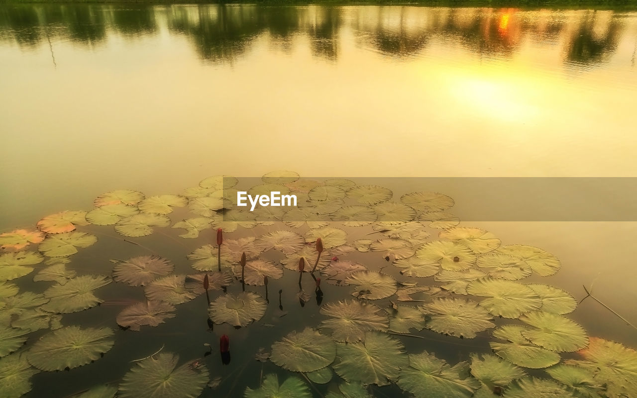 CLOSE-UP OF YELLOW FLOWERS GROWING IN LAKE