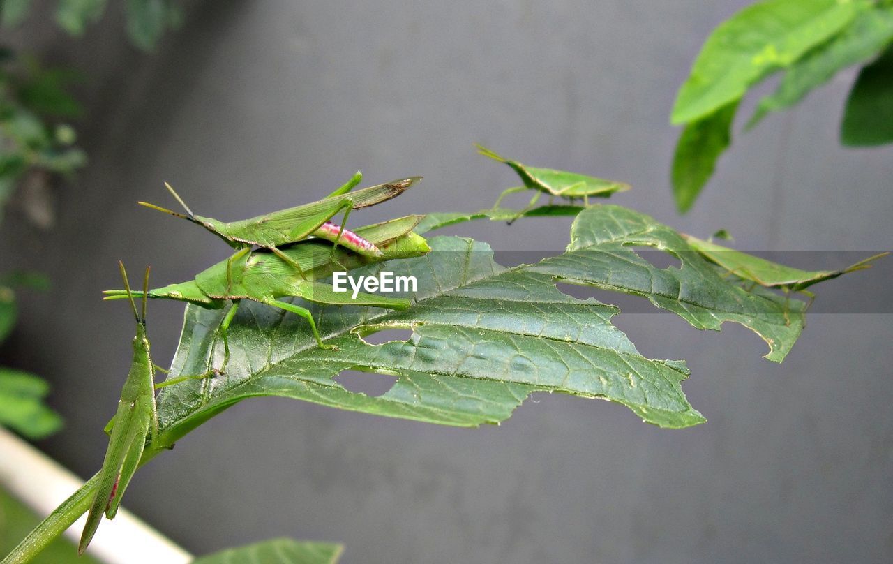 CLOSE-UP OF GREEN INSECT ON LEAF