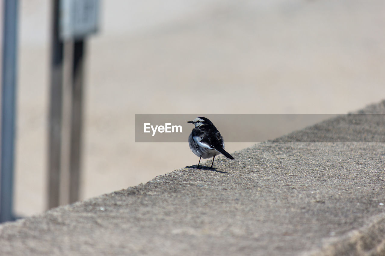 CLOSE-UP OF BIRD PERCHING ON A WOOD