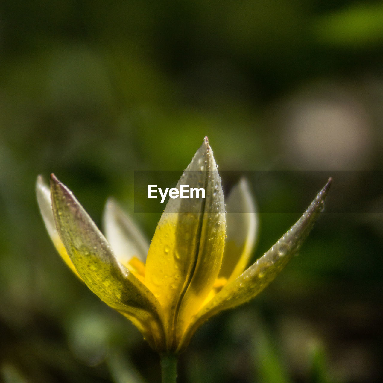 Close-up of yellow flowering plant