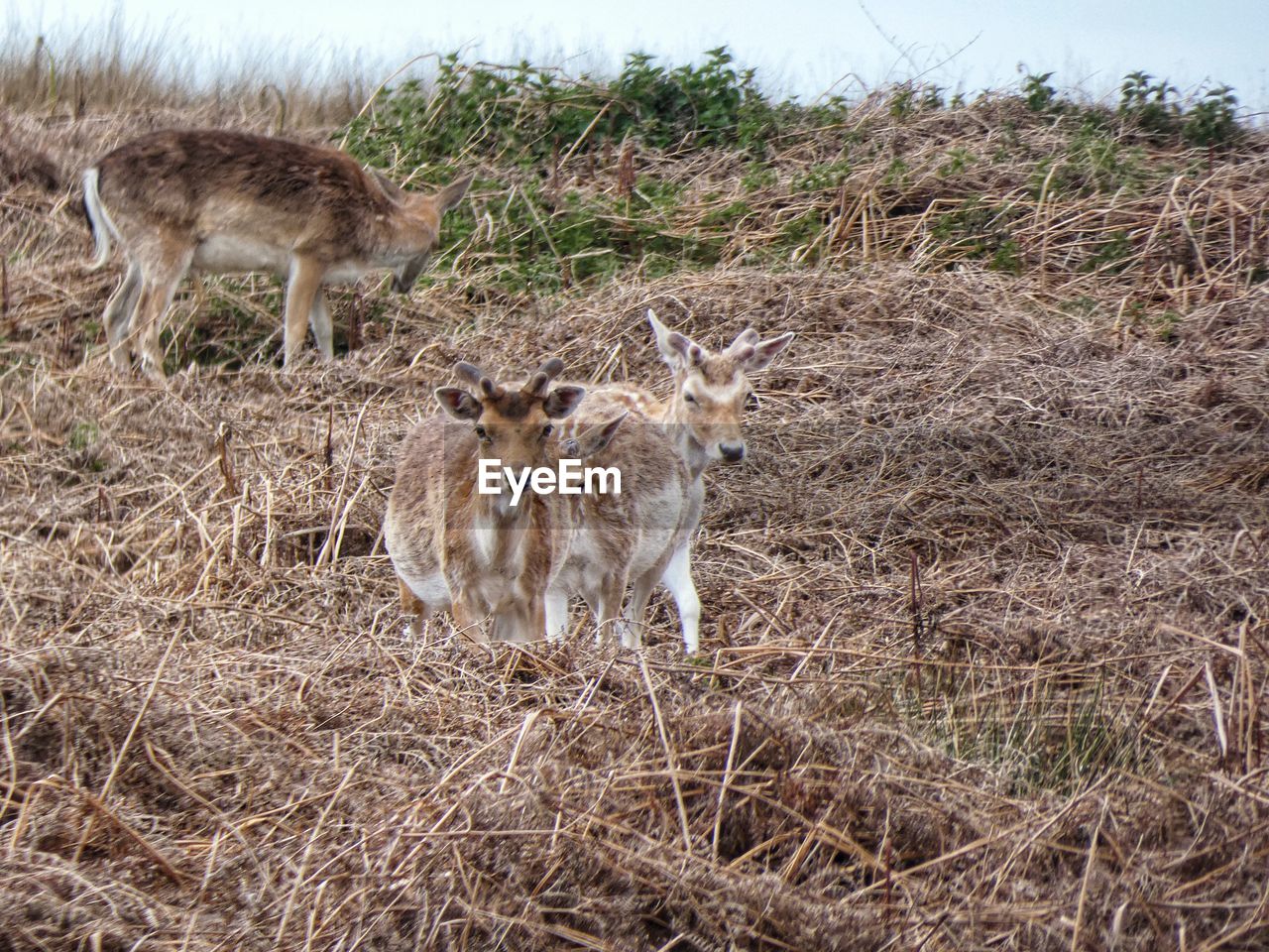 DEER STANDING IN FIELD