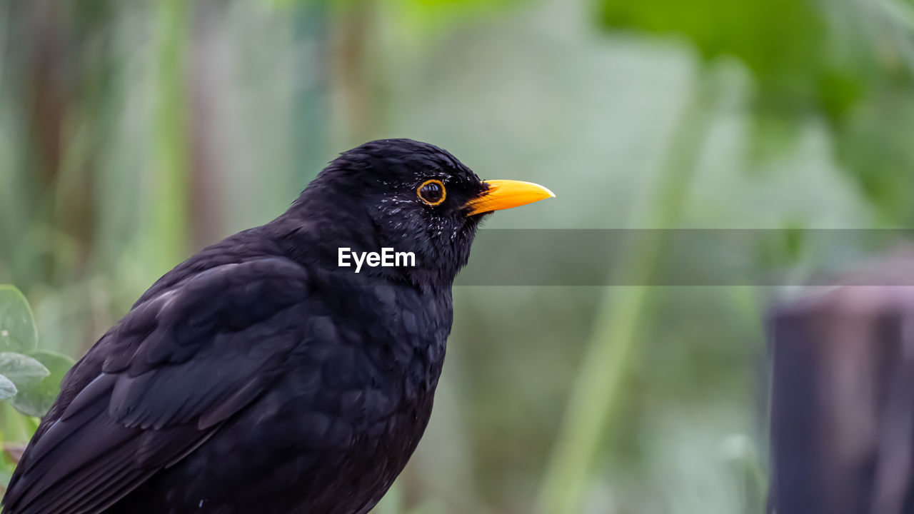 Close-up of a bird