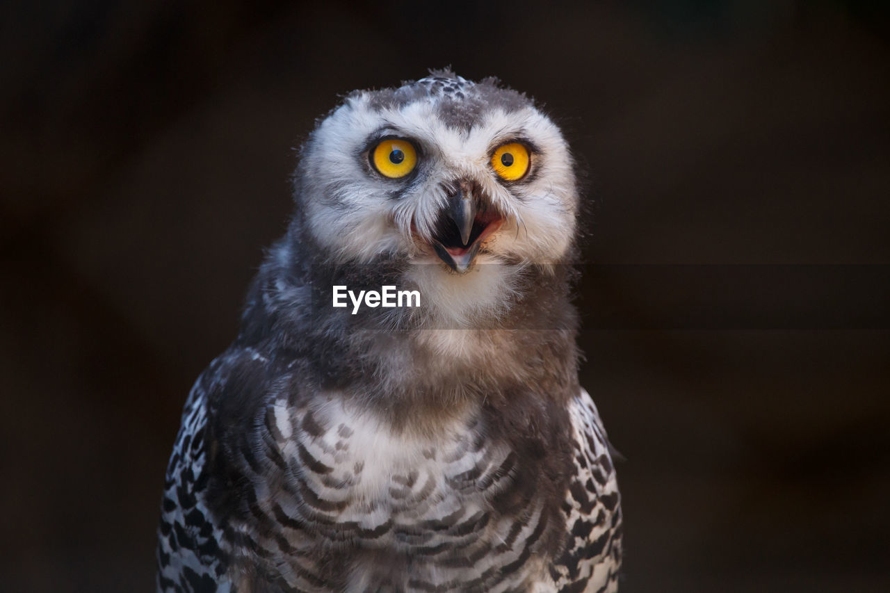 Close-up portrait of owl 