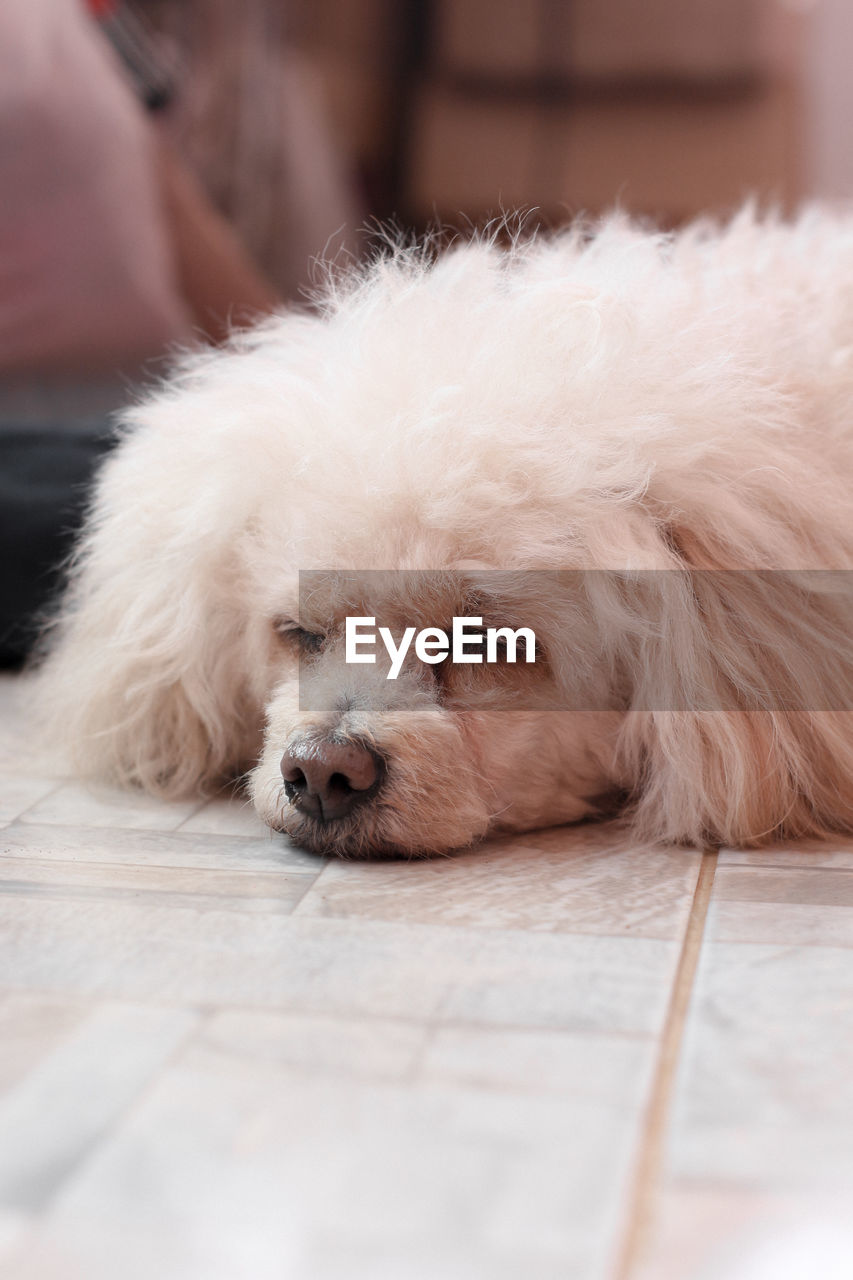 Close-up of a dog resting