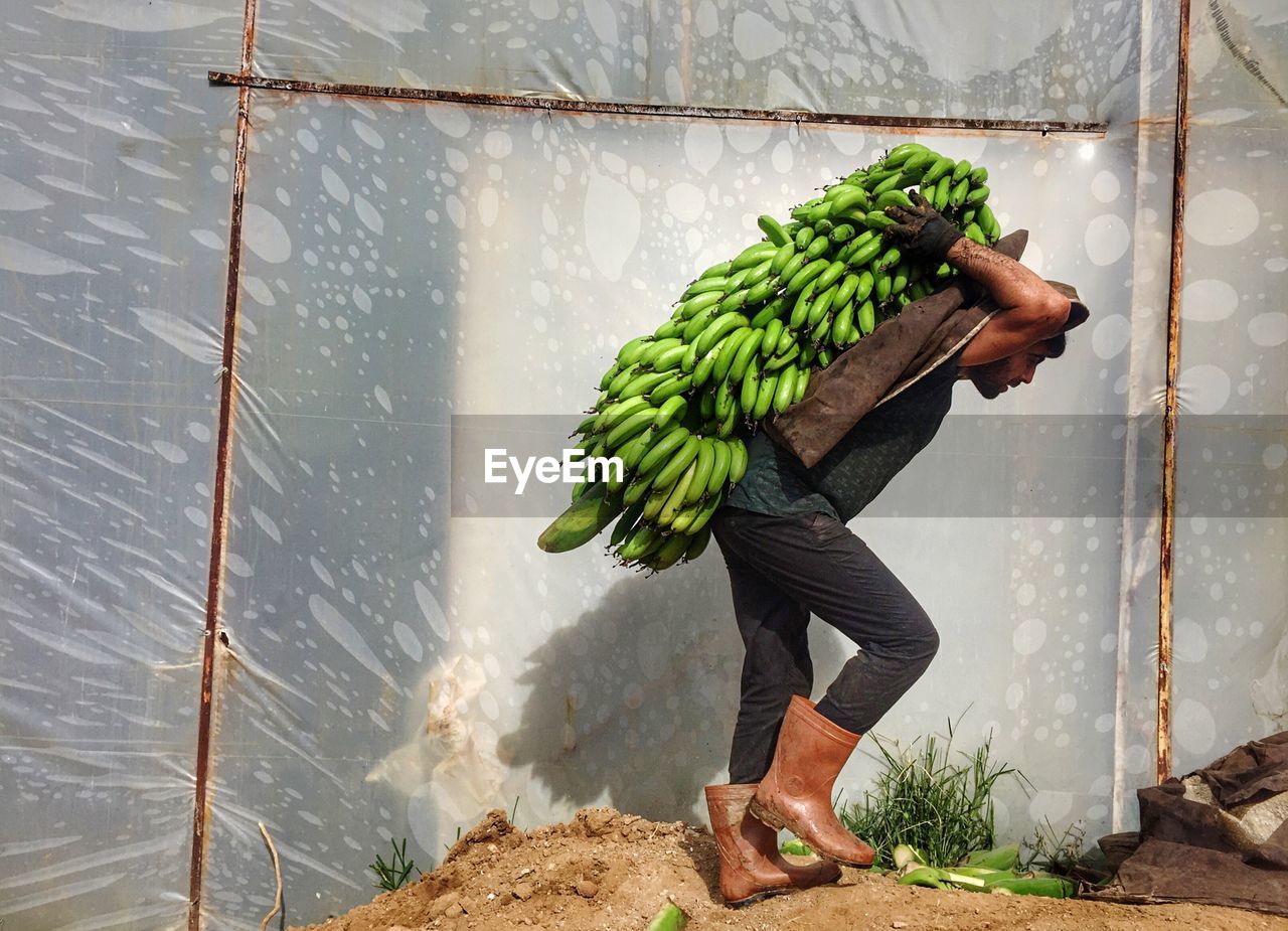 Side view of male worker carrying bananas by wall