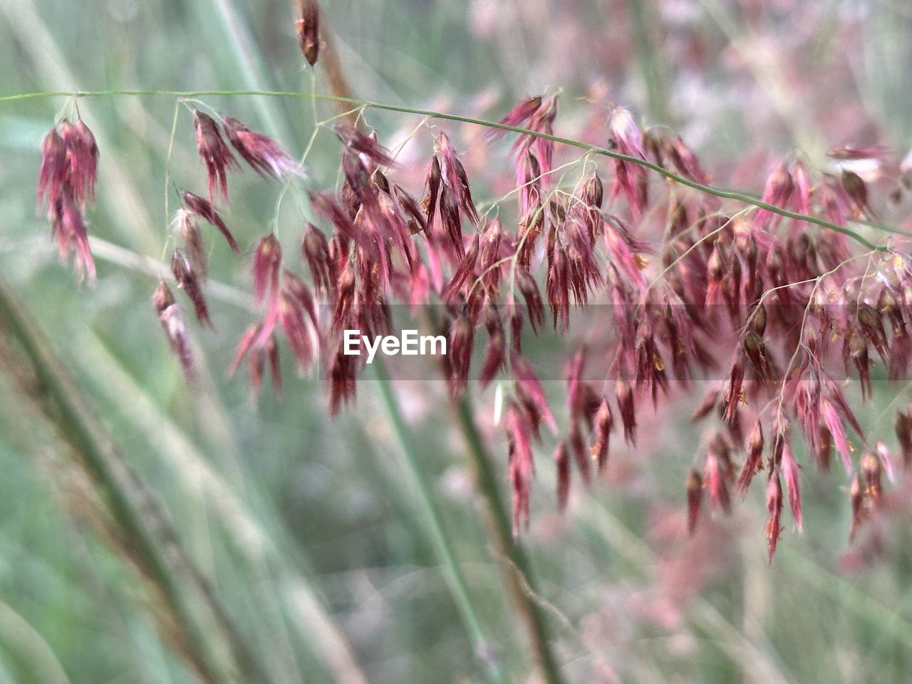 plant, flower, nature, growth, beauty in nature, grass, leaf, no people, pink, land, selective focus, day, plant part, plant stem, close-up, tranquility, outdoors, focus on foreground, tree, flowering plant, landscape, freshness, autumn, field, branch, environment, red, macro photography, fragility, agriculture