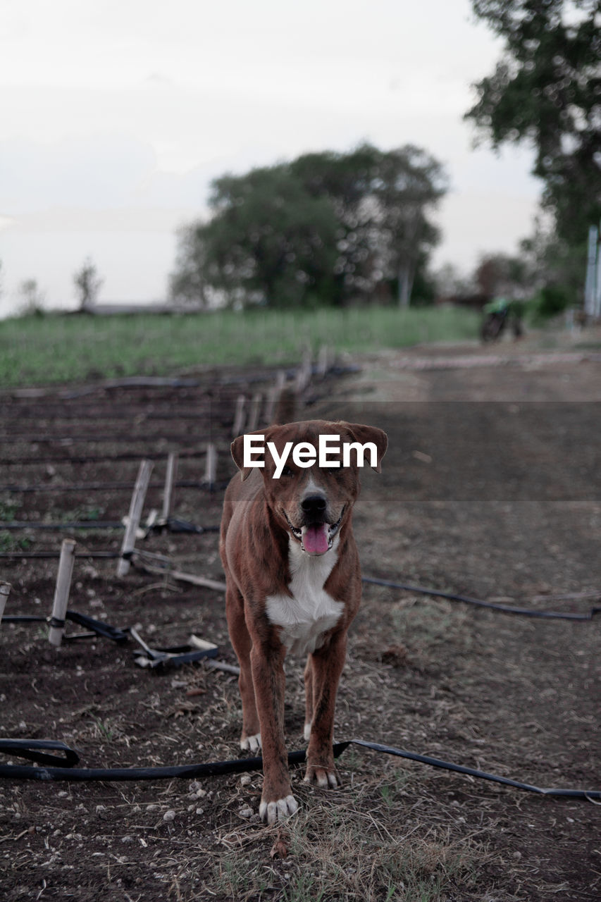 PORTRAIT OF A DOG ON FIELD