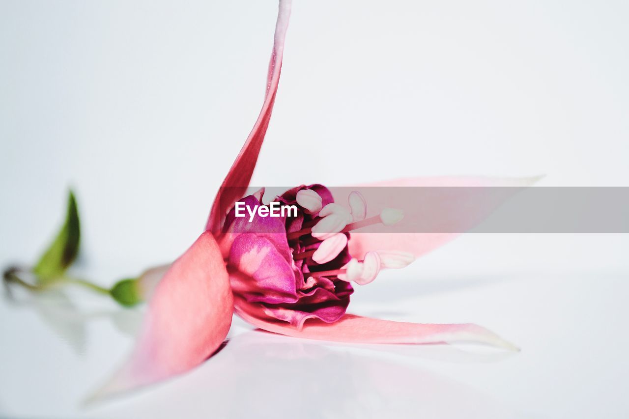 Close-up of pink flower over white background