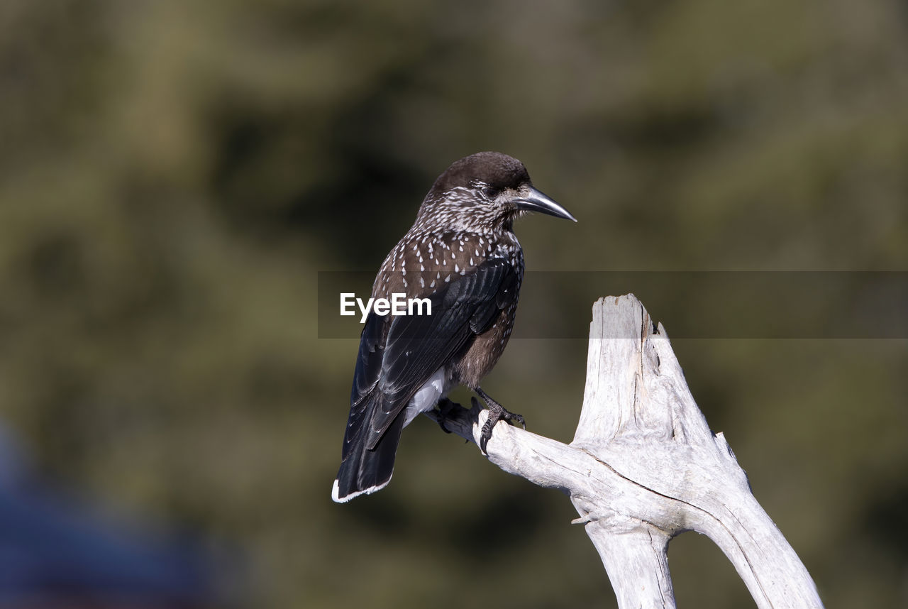 animal themes, bird, animal, animal wildlife, wildlife, beak, one animal, close-up, nature, focus on foreground, perching, no people, full length, wing, outdoors, side view, animal body part, day