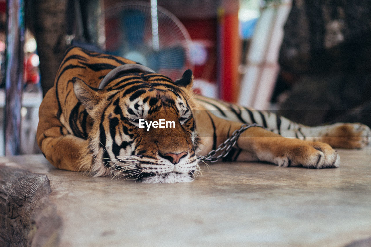 Tiger resting in a zoo