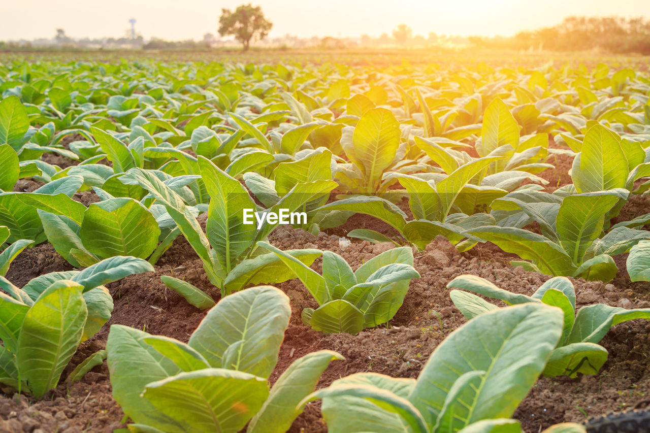 VIEW OF CORN FIELD