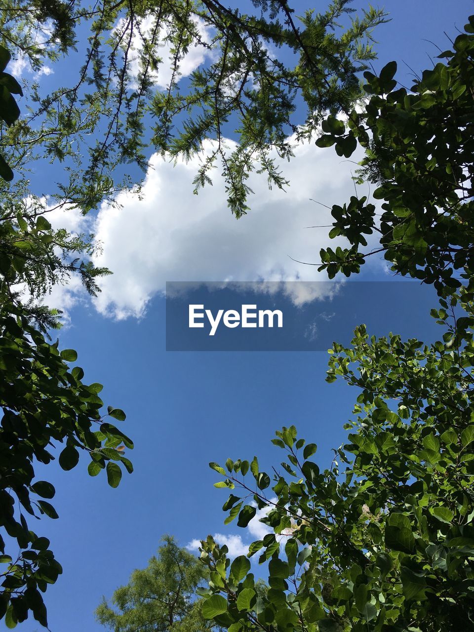 High section of trees against blue sky and clouds