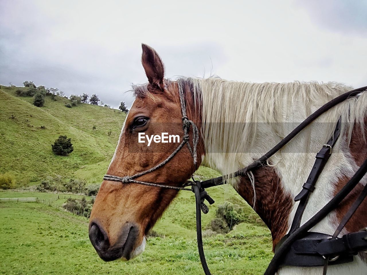 Close-up of a horse on field