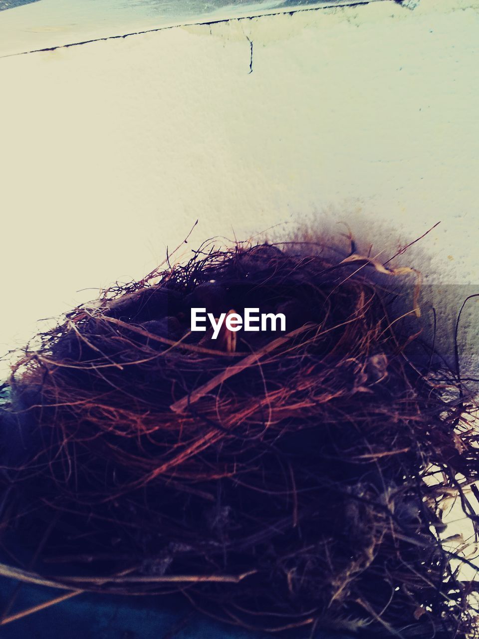 bird nest, day, no people, outdoors, nature, animal themes, close-up, bird