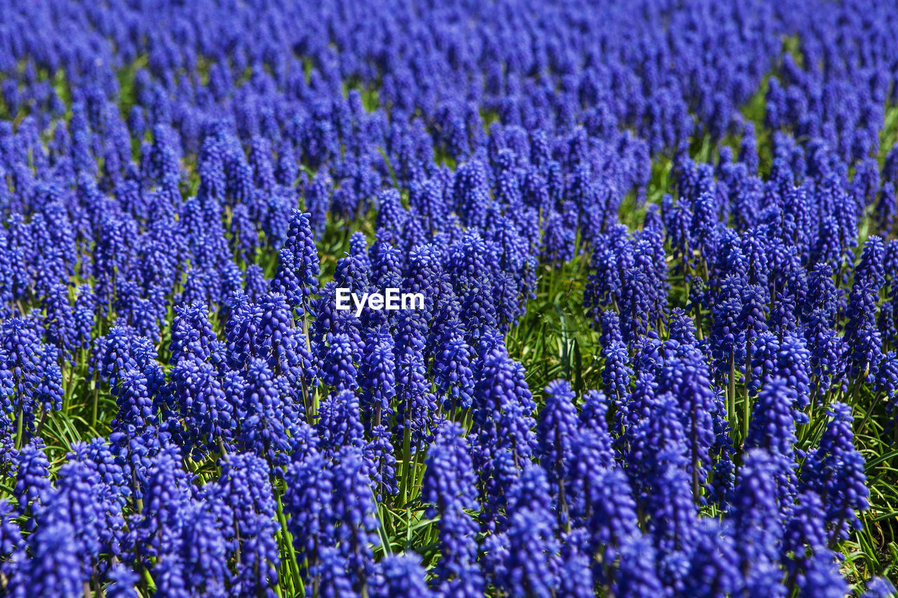 Full frame shot of purple flowering plants on field