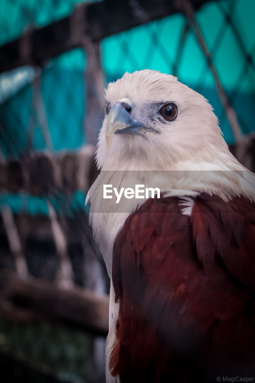 Close-up portrait of eagle in cage