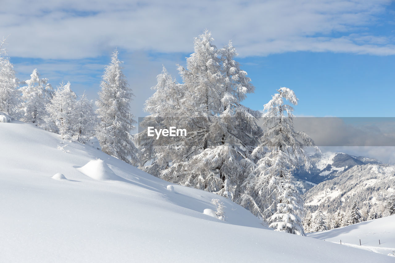 Winter forest landscape with snowy fir trees glowing on the sun. austrian alps