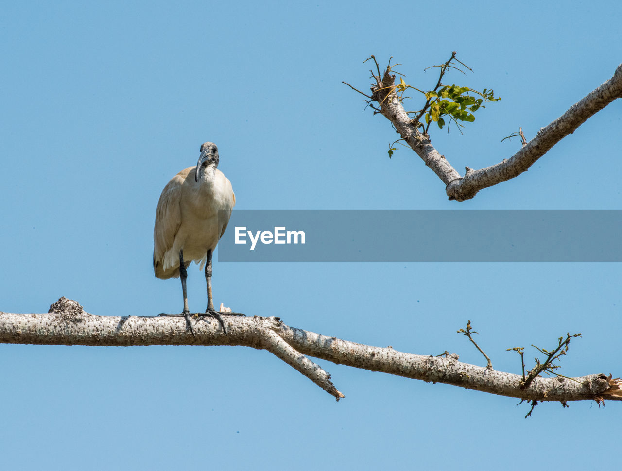 LOW ANGLE VIEW OF BIRD PERCHING ON TREE