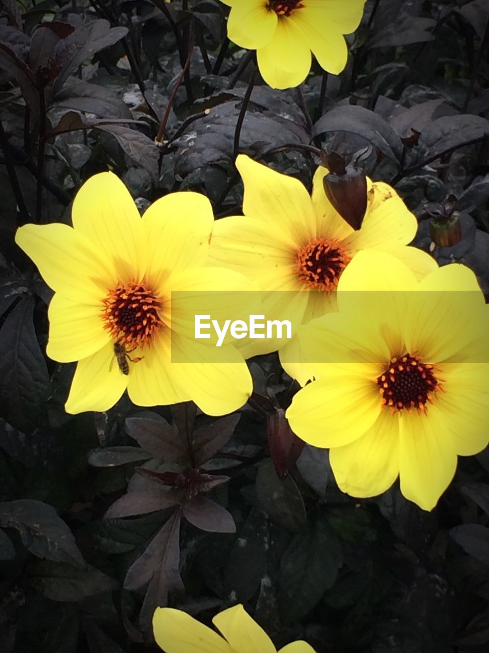 CLOSE-UP OF YELLOW FLOWERS