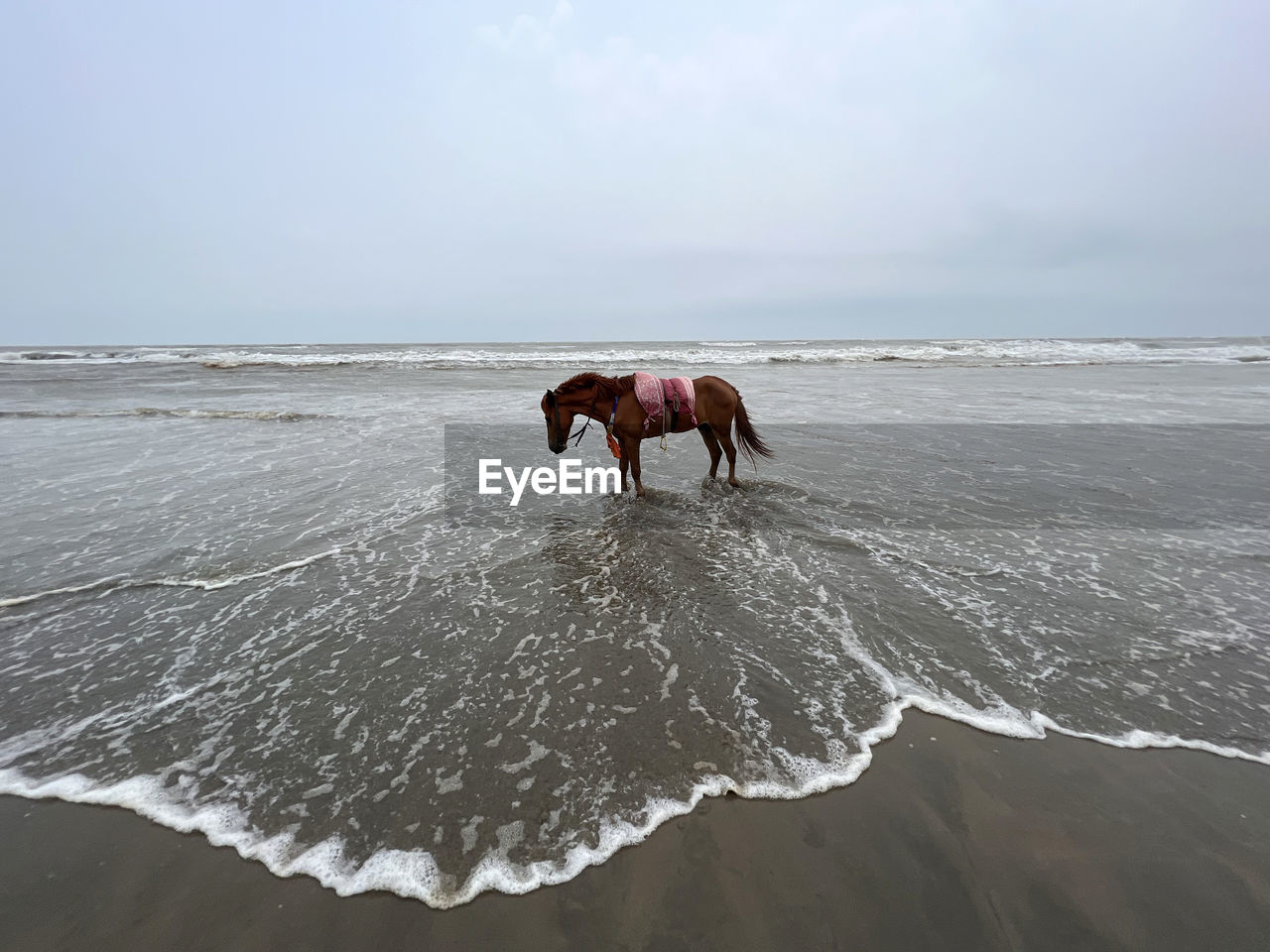 Horse into the sea wave 