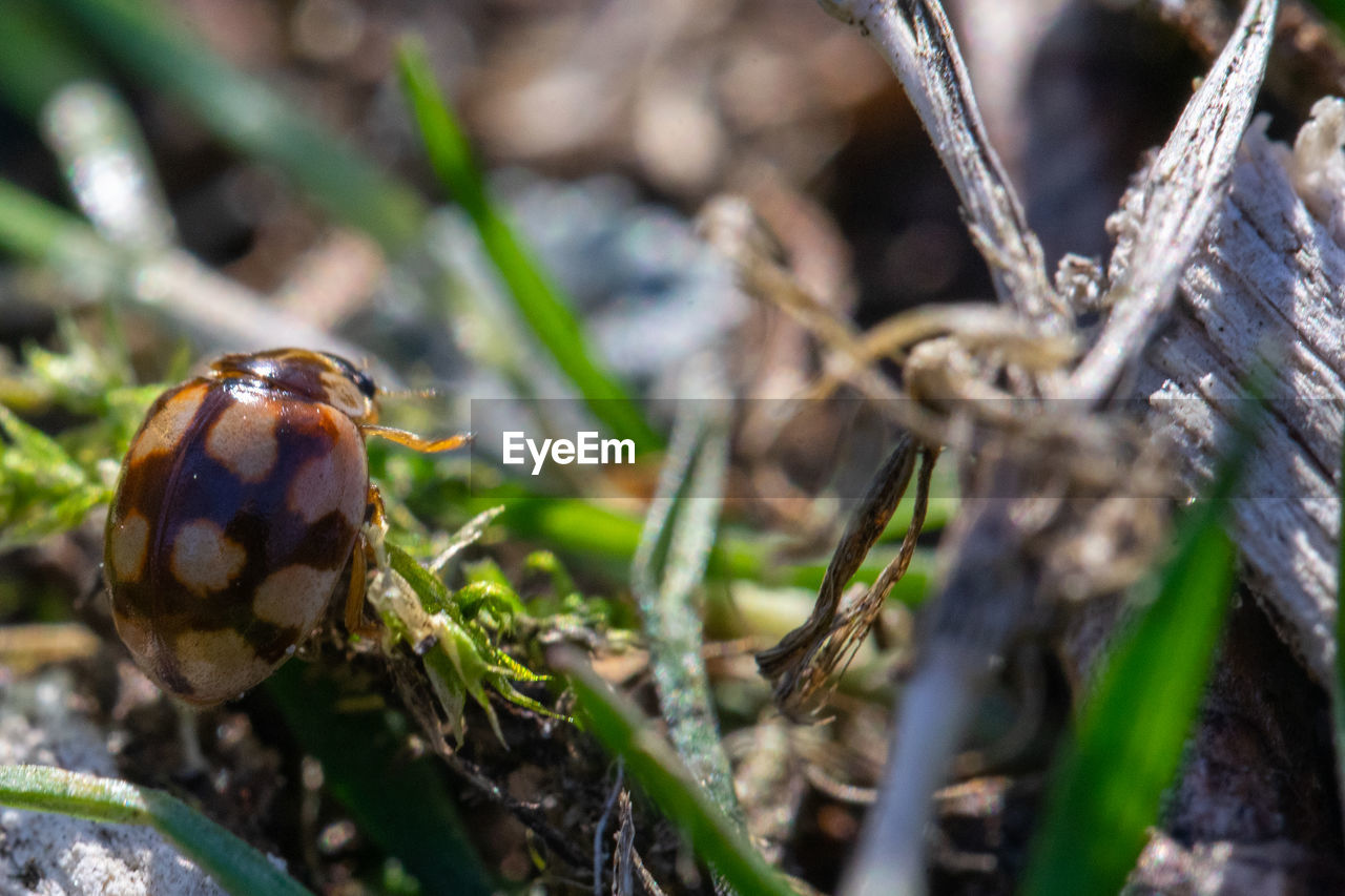 CLOSE-UP OF INSECT ON PLANTS