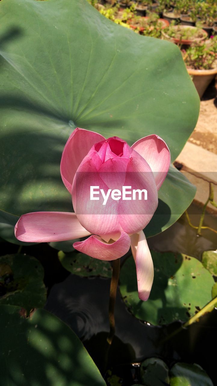 Close-up of pink lotus water lily blooming outdoors