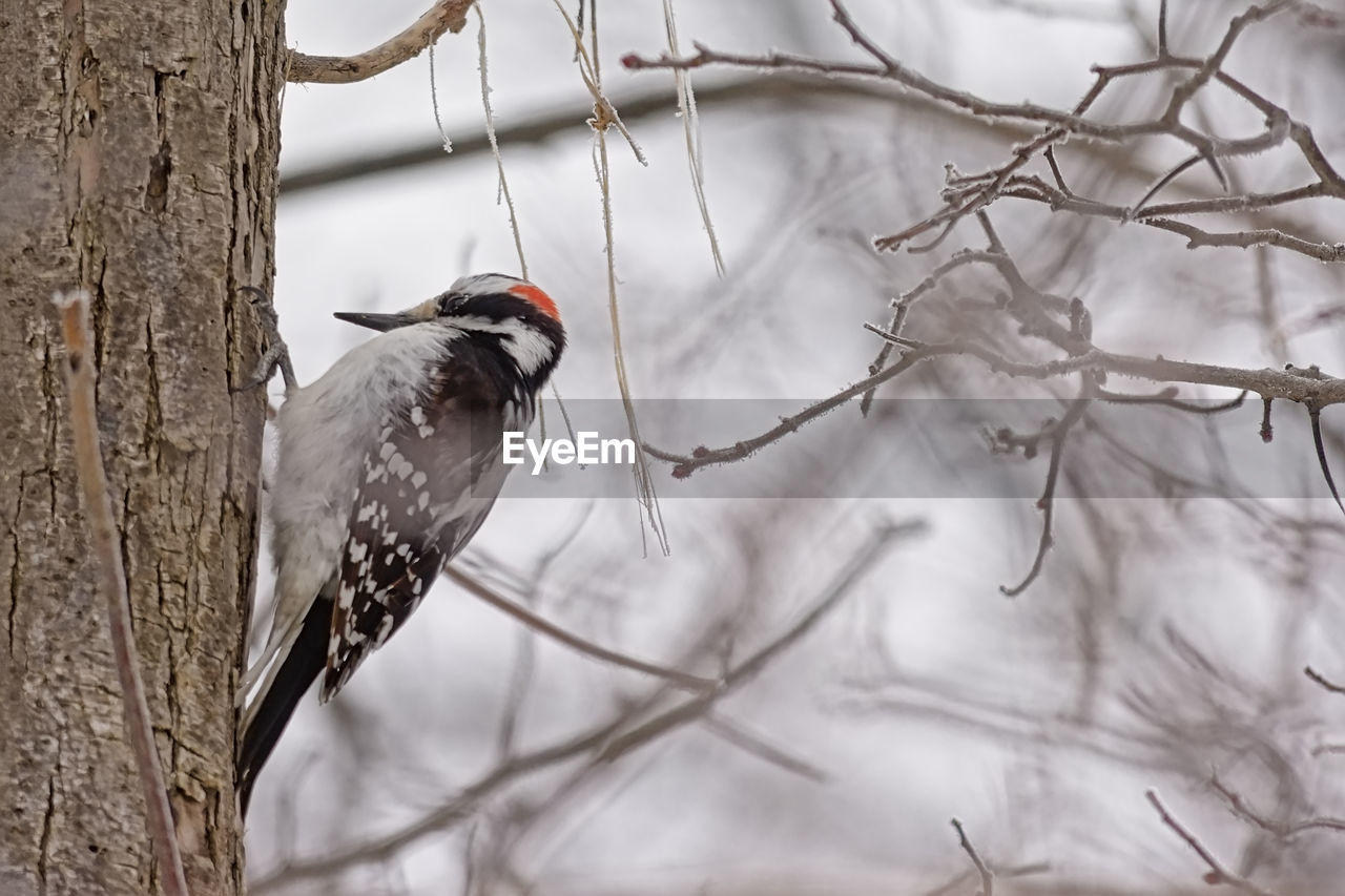 bird, tree, animal, animal themes, animal wildlife, winter, wildlife, plant, branch, nature, perching, one animal, woodpecker, beauty in nature, no people, outdoors, twig, snow, tree trunk, wilderness, cold temperature, trunk, wilderness area