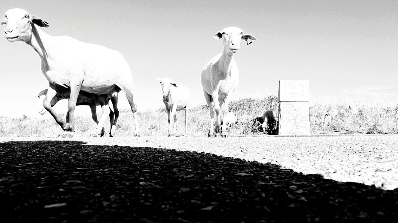 Low angle view of sheep walking on street against sky