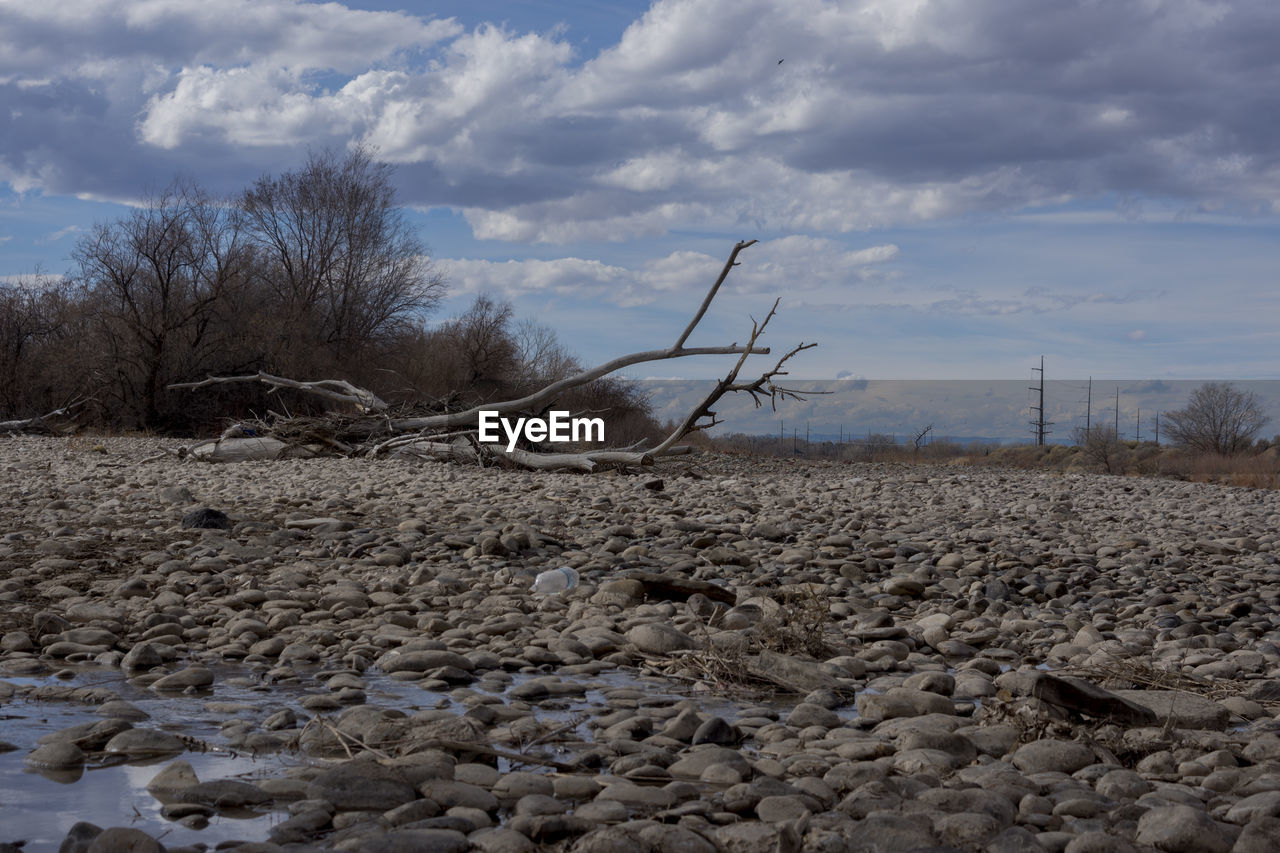 VIEW OF BARE TREES ON LAND