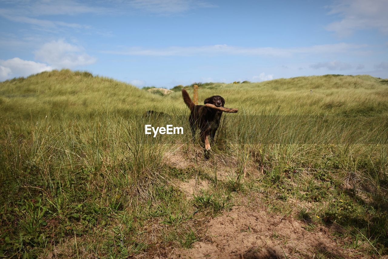 Dog in a field